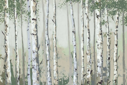Picture of GREEN BIRCH WOOD