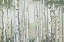 Picture of GREEN BIRCH WOOD