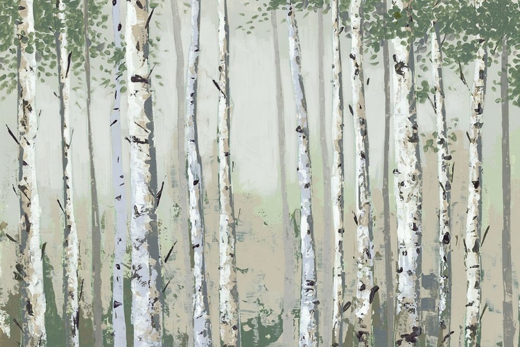 Picture of GREEN BIRCH WOOD