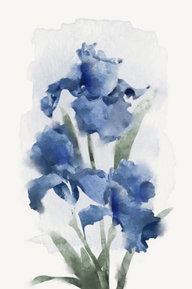 Picture of BLUE ORCHID BUNCH