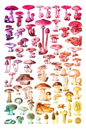 Picture of RAINBOW FOREST MUSHROOMS