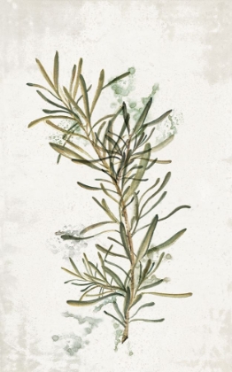 Picture of EVERGREEN ROSEMARY