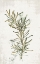 Picture of EVERGREEN ROSEMARY