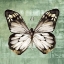Picture of GREEN BUTTERFLY III