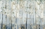 Picture of BLUE BIRCH FOREST GLADE