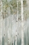Picture of WHISPERING GREEN BIRCH FOREST II