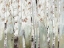 Picture of WHITE BIRCH FOREST