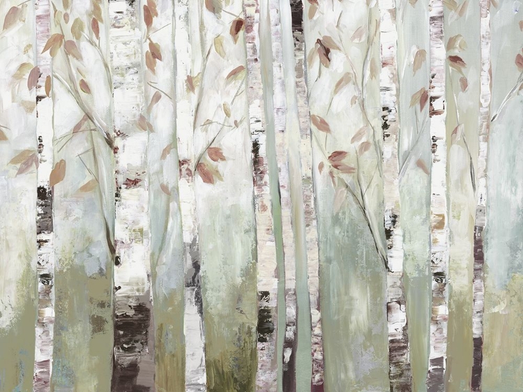 Picture of WHITE BIRCH FOREST