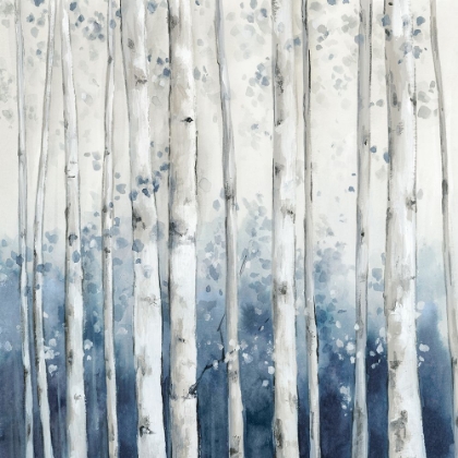 Picture of BLUE FOREST BIRCH