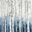 Picture of BLUE FOREST BIRCH