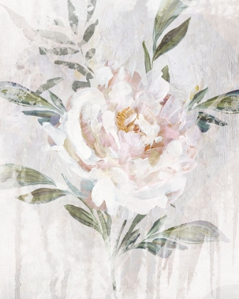 Picture of ABSTRACT PEONY
