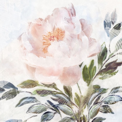 Picture of PEONY MELODY