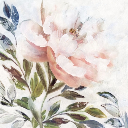 Picture of PEONY MELODY II