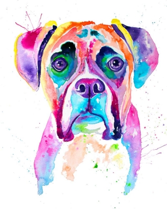 Picture of COLORFUL BOXER