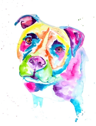 Picture of COLORFUL PITBULL