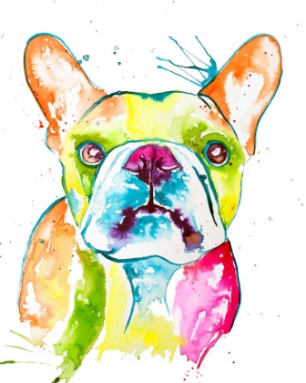 Picture of COLORFUL FRENCHIE
