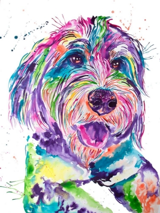 Picture of COLORFUL BERNEDOODLE