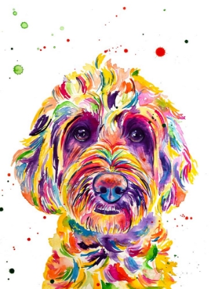 Picture of CALI GOLDENDOODLE