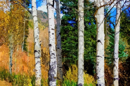 Picture of ASPEN GROVE