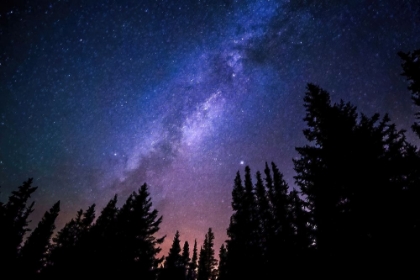 Picture of CONIFERS AND MILKY WAY