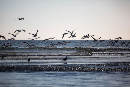 Picture of FLOCK OF SEAGULLS