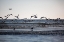 Picture of FLOCK OF SEAGULLS
