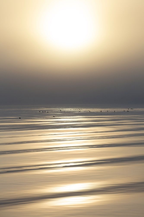 Picture of AMONG THE RIPPLE