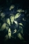 Picture of DRAMATIC FOLIAGE II