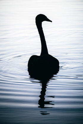 Picture of AFTERNOON DIP