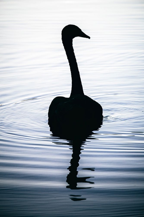 Picture of AFTERNOON DIP