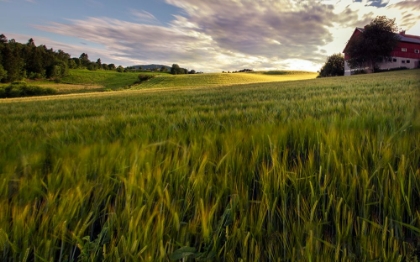 Picture of FIELDS OF GOLD