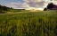 Picture of FIELDS OF GOLD