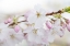 Picture of SIGNS OF SPRING