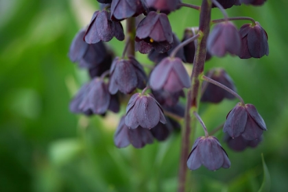 Picture of AUBERGINE