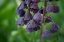 Picture of AUBERGINE