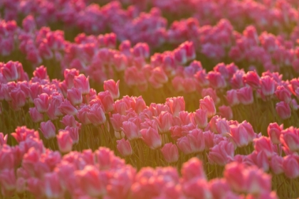 Picture of FIELD OF TULIPS I