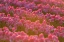 Picture of FIELD OF TULIPS I