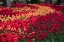 Picture of FIELD OF TULIPS II
