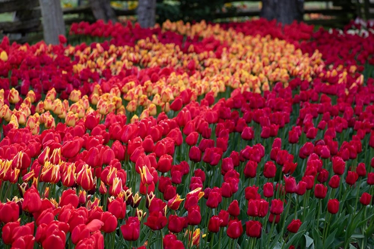 Picture of FIELD OF TULIPS II