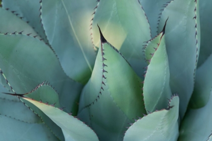 Picture of BLUE AGAVE I