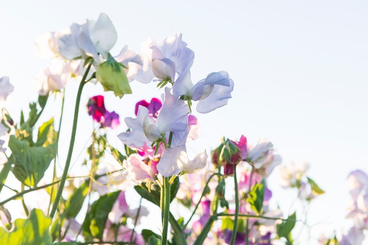 Picture of SPRING BLOOMS