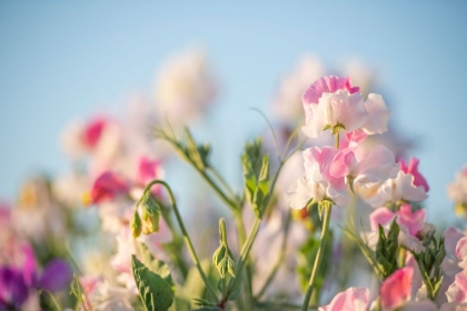 Picture of SPRING PETALS