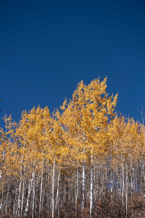 Picture of AMBER IN THE FOREST