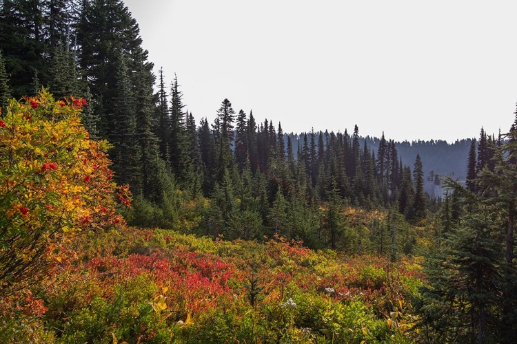 Picture of FLOWERS AMONG THE TREES