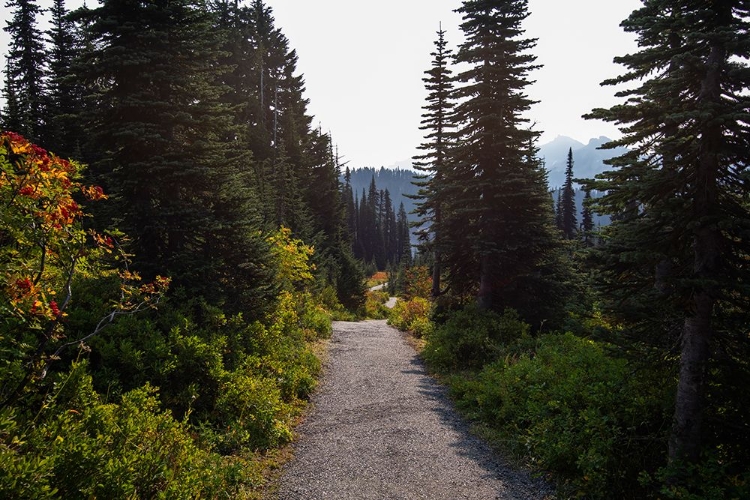 Picture of ENDLESS PATH