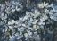 Picture of BLUE BUTTERCUPS V30