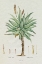 Picture of REDOUTE SUCCULENT I