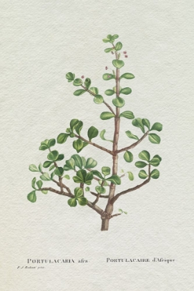 Picture of REDOUTE SUCCULENT IV