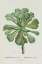 Picture of REDOUTE SUCCULENT V