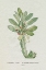 Picture of REDOUTE SUCCULENT VI